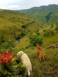 Gallery image of Silver Hill Lodge in Kamberg Valley
