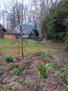 a tent in a field with a bench and a tree at Bulle des Fagnes in Philippeville