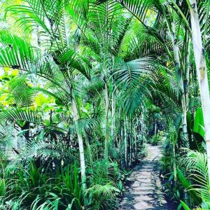 a path through a forest of palm trees at Casita Primavera / Casa Comalli in Comala