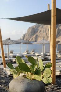 Afroditi Venus Beach Resort في كماري: زرع جالس فوق صخرة مع مظلات