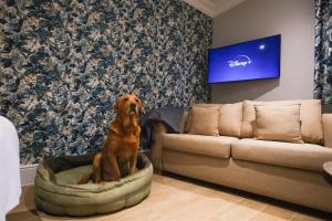 un perro sentado en una cama de perro en una sala de estar en Mulberry House, en Ongar