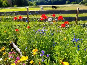 een bloemenveld met een paard op de achtergrond bij Rhönhof Lebensart in Friedewald