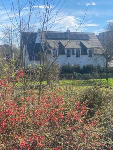 een wit huis met rode bloemen in een veld bij Nummer 151 villastudios in Hasselt