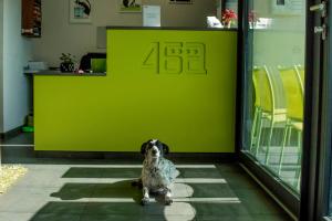 a dog sitting in front of a green counter at Apart'Hotel 46a in Lausanne