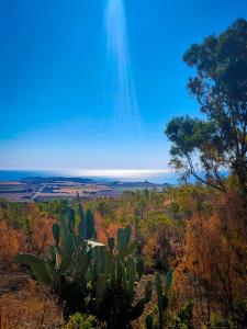 a view from the top of a hill with a cactus at B&B Mare Calabria in Capo Colonna