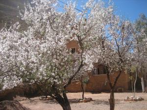 a tree with white flowers in front of a building at auberge djebel rose in Tafraoute