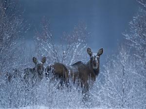 two animals standing in a snow covered field at Sorrisniva Arctic Wilderness Lodge in Alta