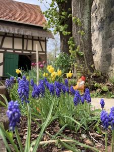 a garden with purple flowers and a fire hydrant at Bachmanns Ferienwohnung in Schotten