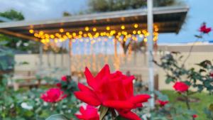 uma flor vermelha num vaso em frente a uma casa em Island Suites Hobby Airport em Houston