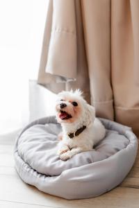 um pequeno cão branco sentado numa cama de cão em My Story Sopot Apartments em Sopot