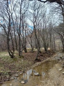 un bosque con árboles y un arroyo de agua en Kuća za odmor Vučipolje, en Tomislavgrad