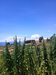 a field of plants with the ocean in the background at Tukuypaj lodge in Amantani