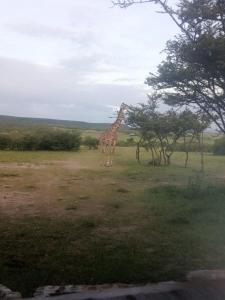 a giraffe standing in a field next to some trees at Narasha Homestay - Maasai Mara in Talek