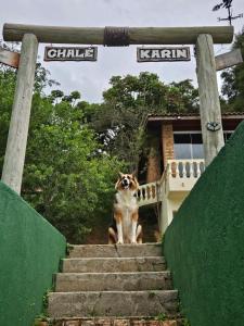 un chien debout sur les escaliers d'une maison dans l'établissement Chalé Karin Sampaio, à Jacareí