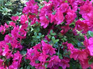 a bunch of pink flowers on a bush at Holiday Home Wieliczka by Interhome in Wieliczka