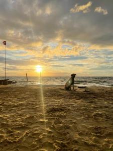 foka siedząca na plaży o zachodzie słońca w obiekcie Palenque Beach House w mieście San Onofre