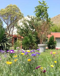 a garden with colorful flowers in a yard at De la suite dans les oliviers in Gallargues-Le-Montueux