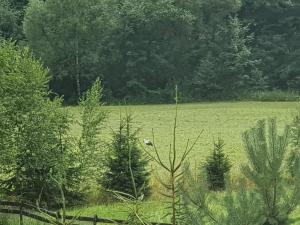 un campo verde con alberi e un uccello in un albero di Wellness-Beskydy a Prostřední Bečva