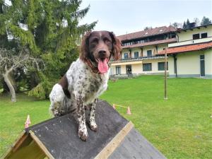 Ospiti di Erlebnis-Hotel-Appartements con animali domestici