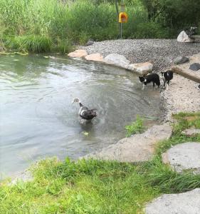 Ospiti di Erlebnis-Hotel-Appartements con animali domestici