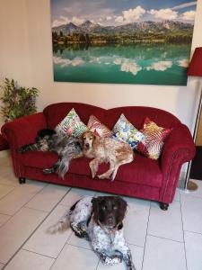 Ospiti di Erlebnis-Hotel-Appartements con animali domestici