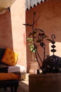 un vase avec une plante dans une pièce dans l'établissement Riad Menthe Et Citron, à Meknès