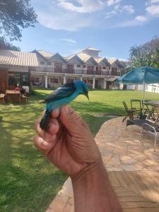 een persoon met een blauwe vogel in zijn hand bij Pousada Real Cipo in Serra do Cipo