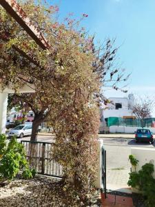 uma árvore coberta de folhas ao lado de um edifício em The South Sunny House - A Casa a Sul em Olhão