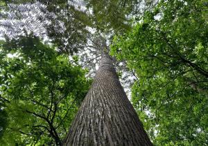 Un árbol alto está mirando hacia el cielo en Mākoha PurePod en Kerikeri