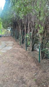 a row of trees with green poles in a park at Casa con giardino: Varazze in Varazze