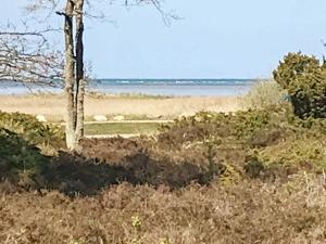 Oddeにある6 person holiday home in Hadsundの浜辺の草木