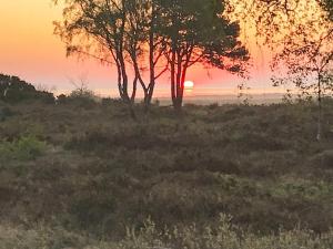 Oddeにある6 person holiday home in Hadsundの夕日を背景にした畑の木