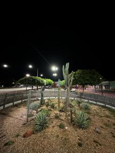 a cactus in a park next to a fence at night at Casa Parque nacional Serra da capivara in Coronel José Diaz