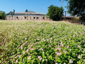 a field of pink flowers in front of a building at Cái Gùi Tà Đùng in Biđong +97 photos