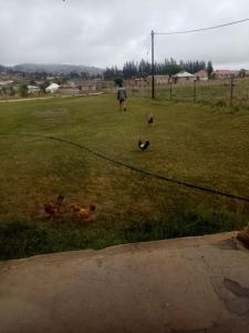 un groupe de canards dans une prairie dans l'établissement Nunn Residence, à Pietermaritzburg