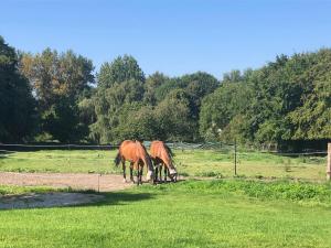 zwei Pferde, die auf einem Grasfeld grasen in der Unterkunft Chez Raoul - Ancienne Grange in Pont-à-Celles