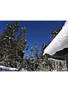 a group of trees with snow on them at Sheraz Guest House , Tangmarg in Tangmarg