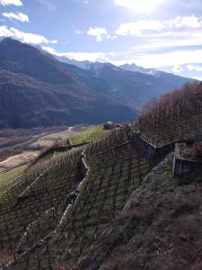 an aerial view of a vineyard in the mountains at Il posto al sole in Teglio