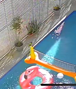 una piscina con un pato de juguete en el agua en HCeas guest apartment en Bon Accord