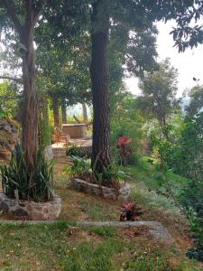 a garden with two trees and some plants at CASA TRIBU in San Antonio Palopó