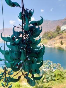 a bunch of green bananas hanging from a tree at CASA TRIBU in San Antonio Palopó