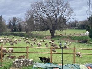 um efectivo de ovinos a pastar num campo em La belle Maison d'Hôtes d'Aurélie en pleine campagne et proche de tout em Roquemaure