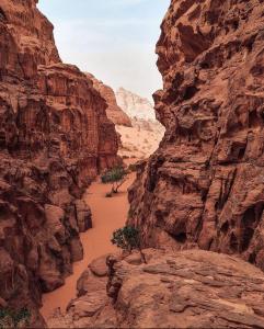 a river in a canyon with two trees in it at RUM MAGiC lUXURY CAMP in Wadi Rum