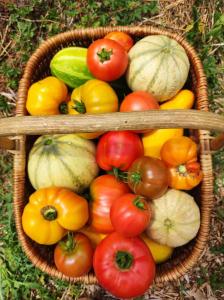 una cesta llena de tomates y otras hortalizas en La Roulotte Couzote, en Couze-et-Saint-Front