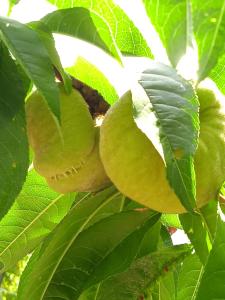 un primer plano de una fruta verde en un árbol en Locanda dell'Amicizia en Seccheto