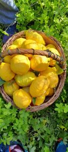 a basket full of yellow lemons on the ground at Locanda dell'Amicizia in Seccheto