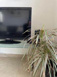 a potted plant sitting next to a television at Simons Apartments in Sliema