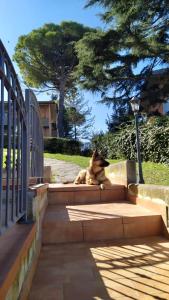 a dog sitting on a bench next to a tree at Appartamenti Pesaro Mare Ledimar in Pesaro