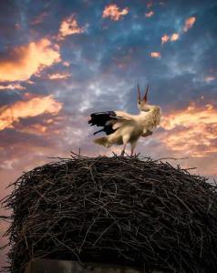 a bird sitting on top of a nest with a goat at Storchennest in Neuried