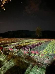 a field full of flowers at night at ฟาร์มผัก Thank you in Ban Kom